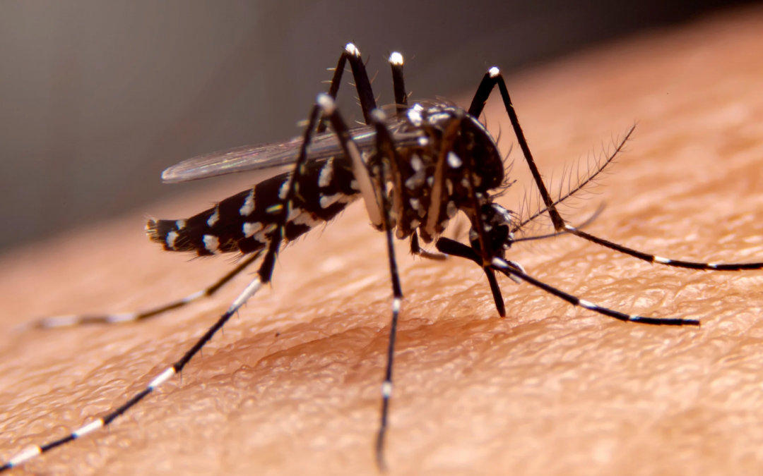 Responsabilidades de propietarios, inquilinos y establecimientos en la prevención del dengue
